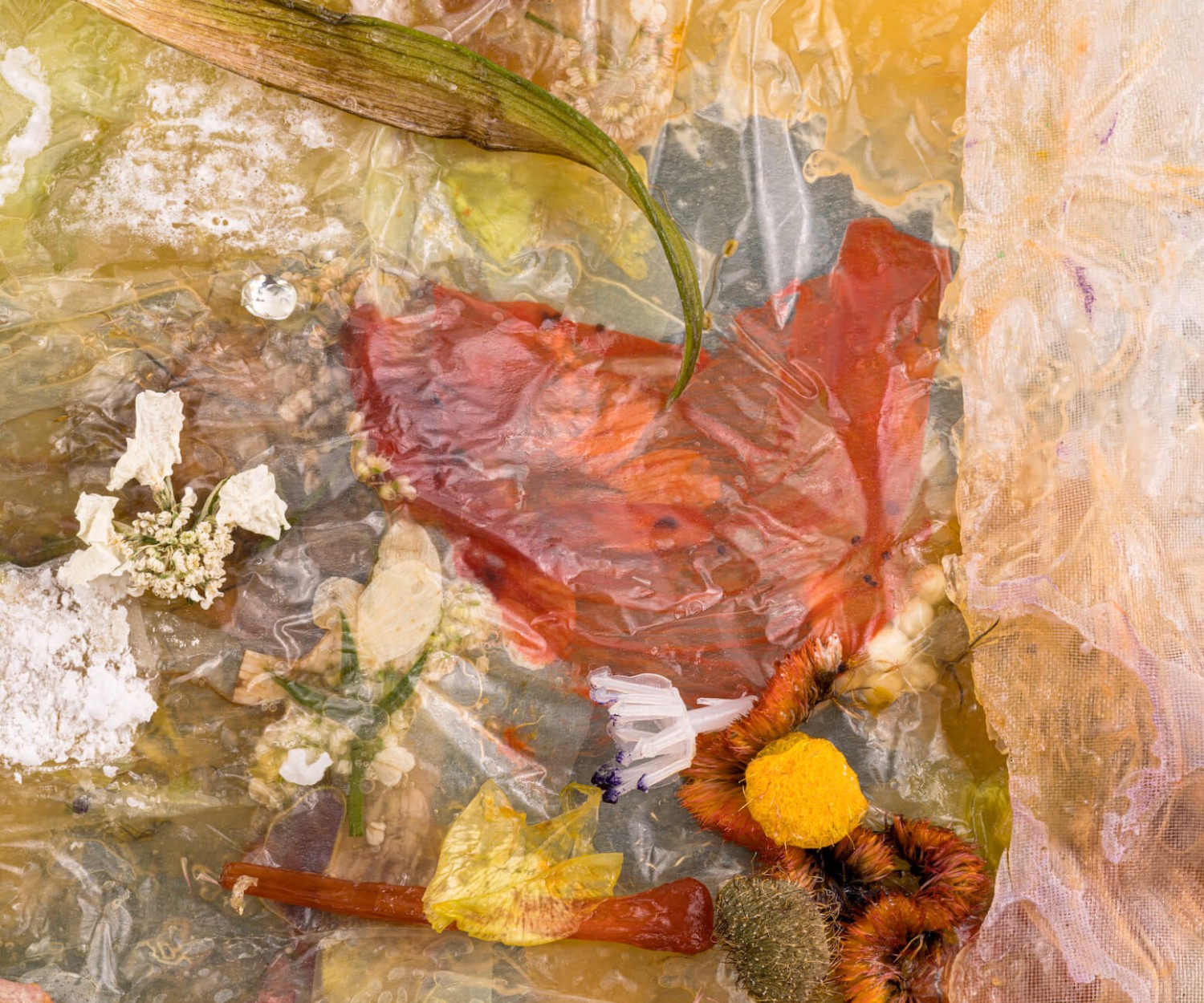 Artwork by Michelle Bui