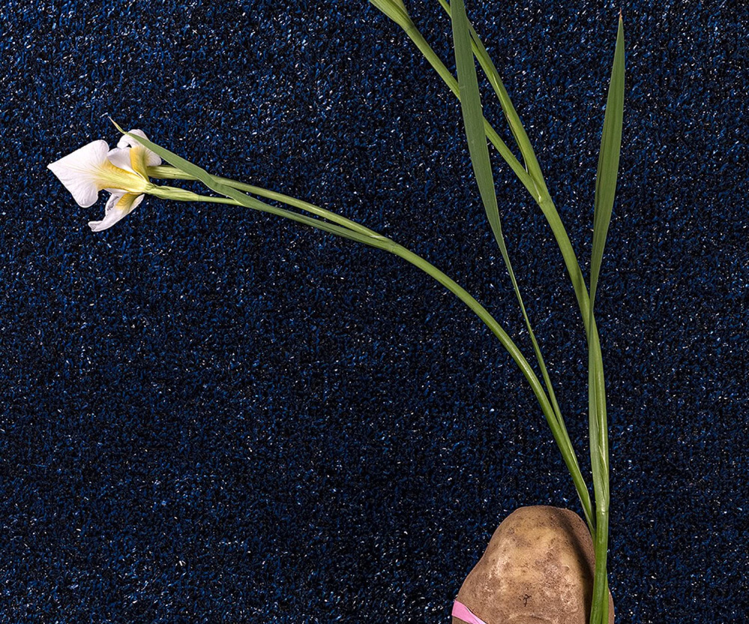 Photography by Michelle Bui