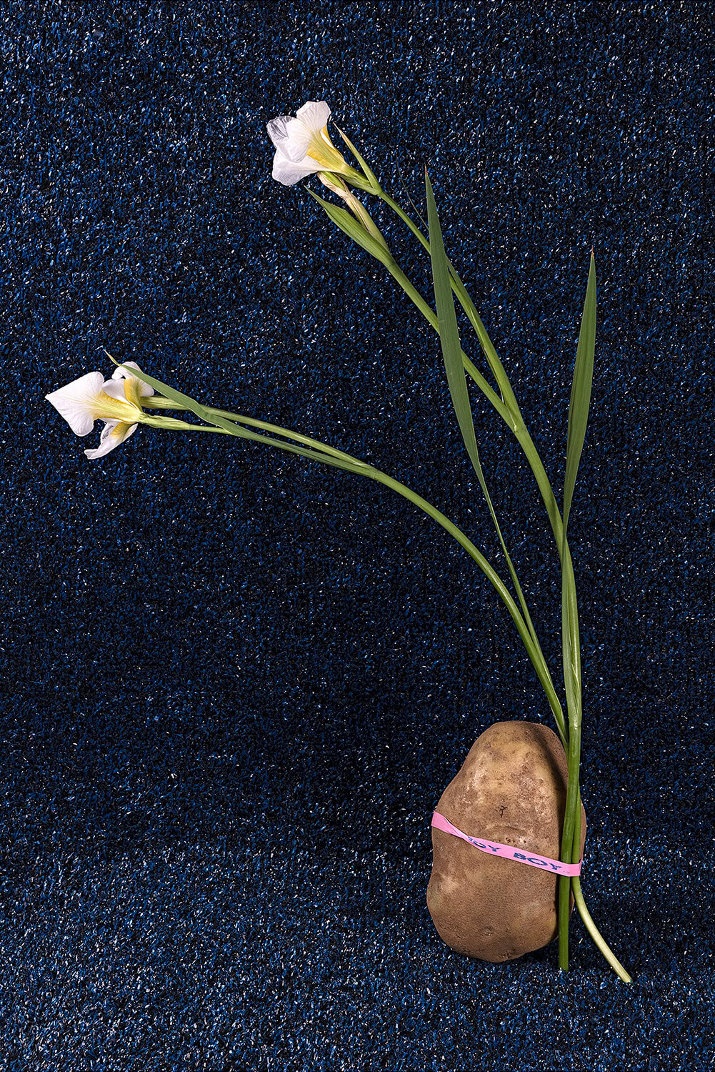 Artwork by Michelle Bui