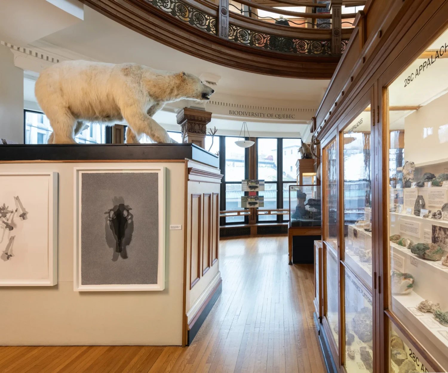 Lorraine Simms Shadowland at the Redpath Museum