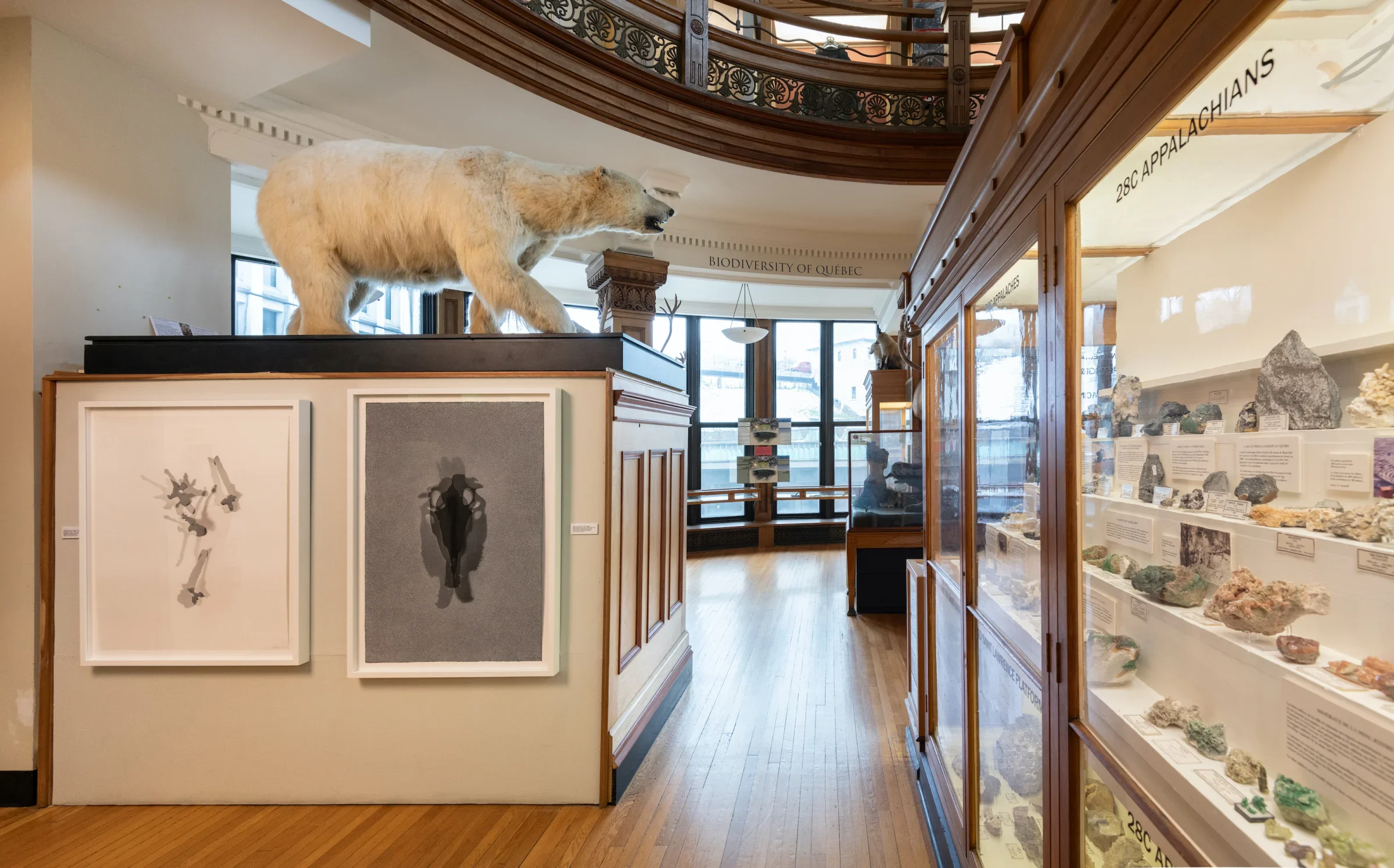 Lorraine Simms Shadowland at the Redpath Museum